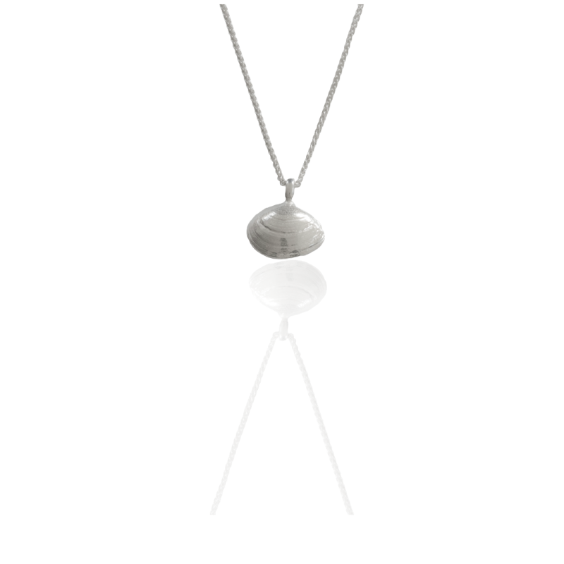 Plattmuschel - die „Kleine“